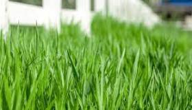 Kakvo je tumačenje sna o zelenoj travi prema Ibn Sirinu?