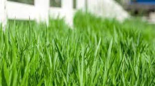 ماهو تفسير حلم العشب الاخضر في المنام لابن سيرين؟