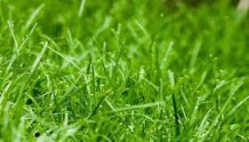 Која је интерпретација Ибн Сирина да видите зелену траву у сну?