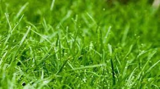 Vad är tolkningen av att se grönt gräs i en dröm av Ibn Sirin?