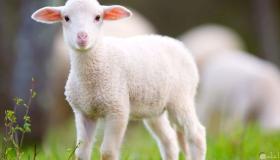 Сазнајте више о тумачењу виђења овце у сну од Ибн Сирина