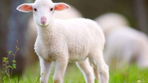 Mësoni më shumë rreth interpretimit të shikimit të një dele në ëndërr nga Ibn Sirin