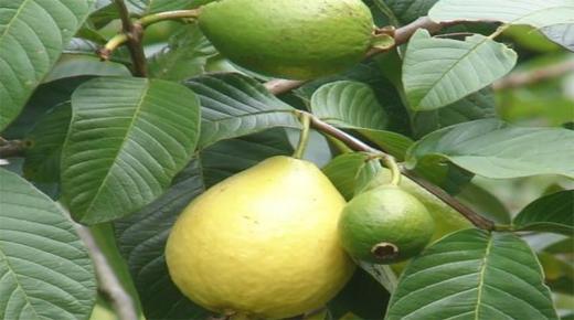 Dull dail Guava ar gyfer peswch
