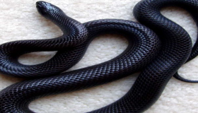 Ką teisininkai pasakė apie juodosios gyvatės sapno aiškinimą ištekėjusiai moteriai?