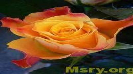प्रियजनों के लिए गुलाब के चित्र, फूलों के विभिन्न गुलदस्ते और अद्भुत गुलाब की पृष्ठभूमि