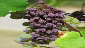 Дознајте повеќе за толкувањето на појавата на суво грозје во сон