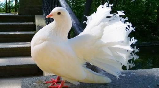 Koje je tumačenje sna o bijelom golubu Ibn Sirina i Imama Al-Sadiqa? I tumačenje snova bijela golubica u kući i tumačenje snova bijela golubica koja leti