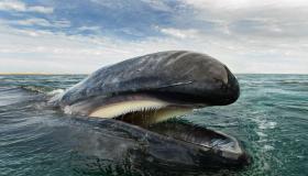 Pelajari lebih lanjut tentang 8 alasan terpenting kemunculan ikan paus dalam mimpi oleh Ibn Sirin