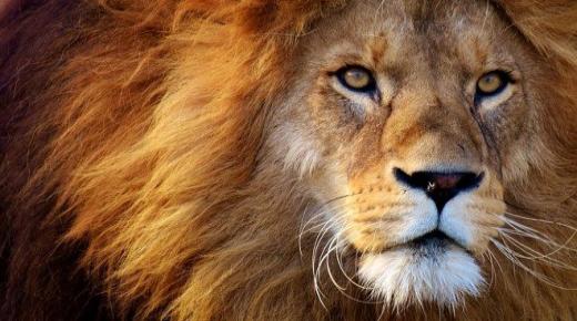 Wat zijn de verklaringen en interpretaties van het zien van een leeuw in een droom volgens Ibn Sirin?