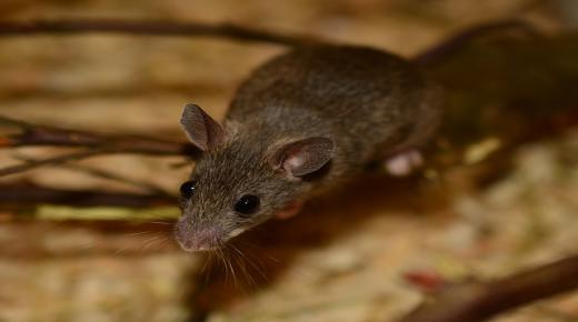इब्न सिरिन द्वारा एक सपने में चूहों के बारे में एक सपने की व्याख्या के बारे में और जानें