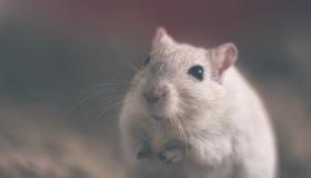 أهم 20 تفسير لحلم الفئران الصغيرة لابن سيرين