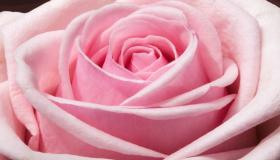 इब्न सिरिन द्वारा सपने में गुलाबी रंग देखने की व्याख्या के बारे में आप क्या जानते हैं?