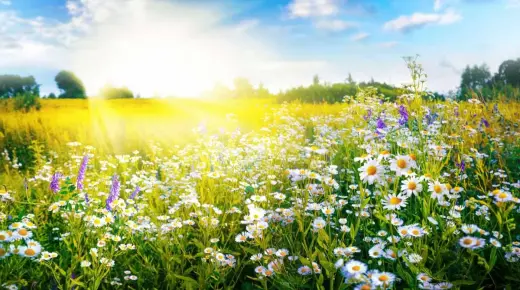 أهم 20 تفسير لرؤية الربيع في المنام لابن سيرين
