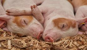 Leer meer over de interpretatie van het eten van varkensvlees in een droom volgens Ibn Sirin