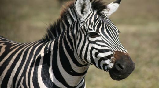 Zebra ametsetan ikustearen interpretazio sendagarriak