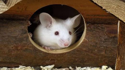 ما هو تفسير حلم الفأر في المنام للعزباء لابن سيرين والنابلسي؟