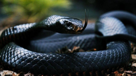 Wat weet je over de interpretatie van de droom van de zwarte slang in huis?