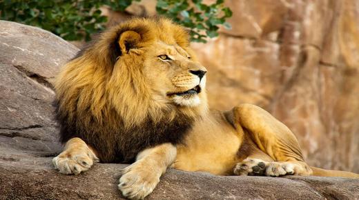 De viktigaste tolkningarna av att se ett lejon i en mans dröm enligt Ibn Sirin
