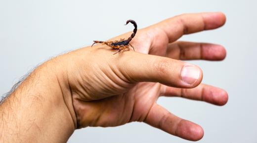 Lær om tolkningen av en drøm om et skorpionstikk i en drøm ifølge Ibn Sirin