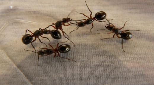 Гледање лебарки и мравки во сон од Ибн Сирин и гледање летечки лебарки во сон