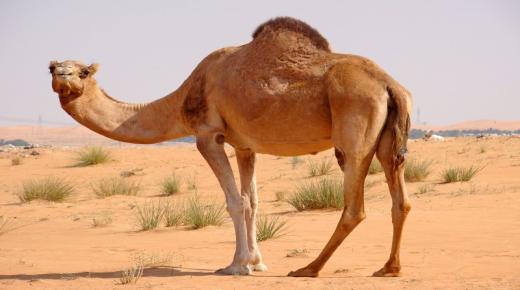 Leer die interpretasie van die kameel se droom vir 'n getroude vrou deur Ibn Sirin