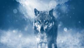 Lees meer over de interpretatie van het uiterlijk van een wolf in een droom door Ibn Sirin