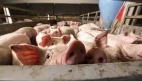 इब्न सिरिन द्वारा सूअरों के बारे में एक सपने की व्याख्या के बारे में जानें